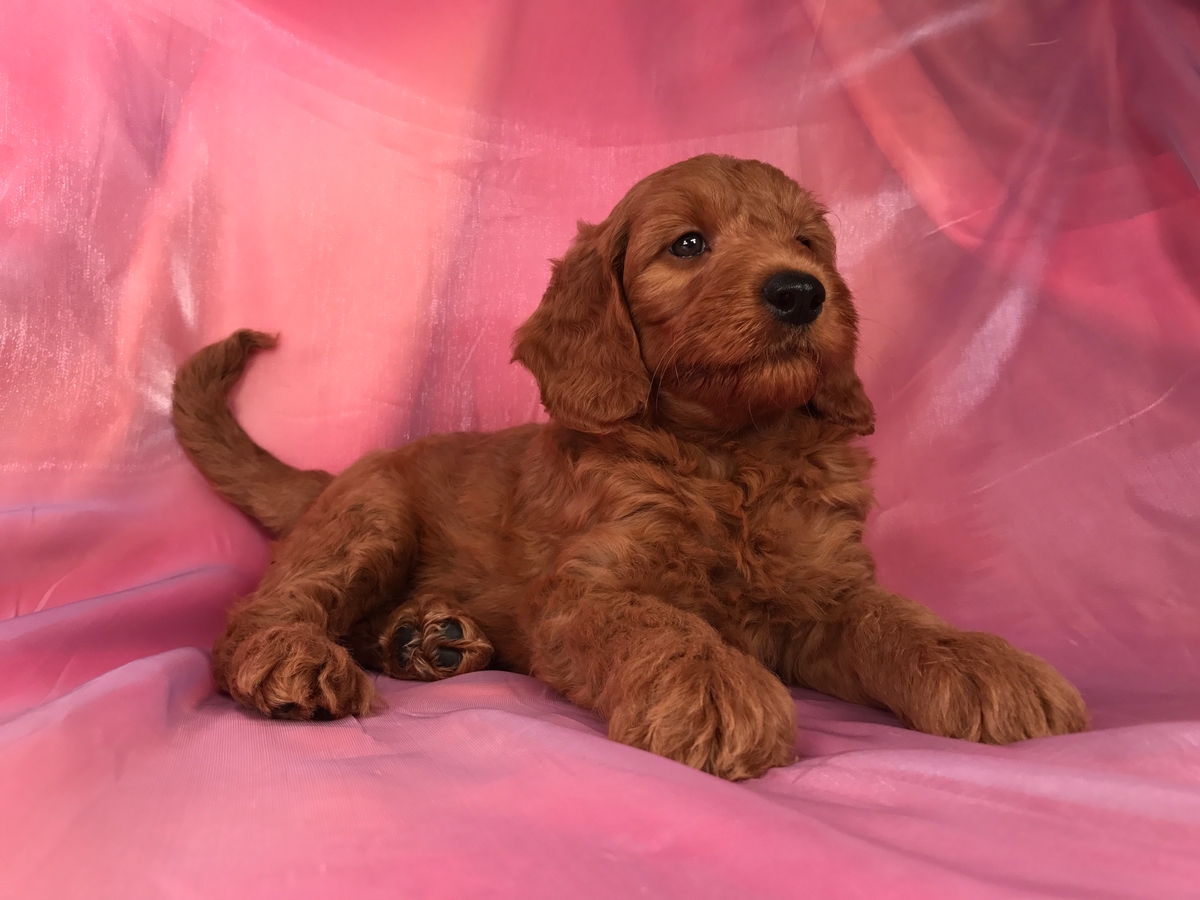 Dark Red Male Born 8-25-18 $1500 Miniature Goldendoodle Puppy for Sale